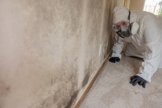 Why You Should Choose Our Mold Remediation Services in Grove City, OH